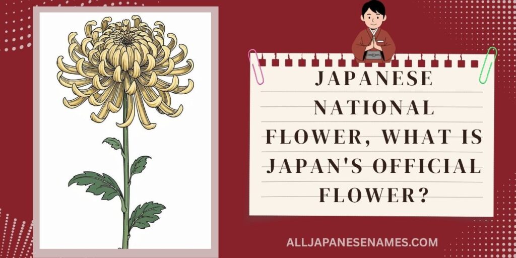 Japanese National Flower, What Is Japan's Official Flower